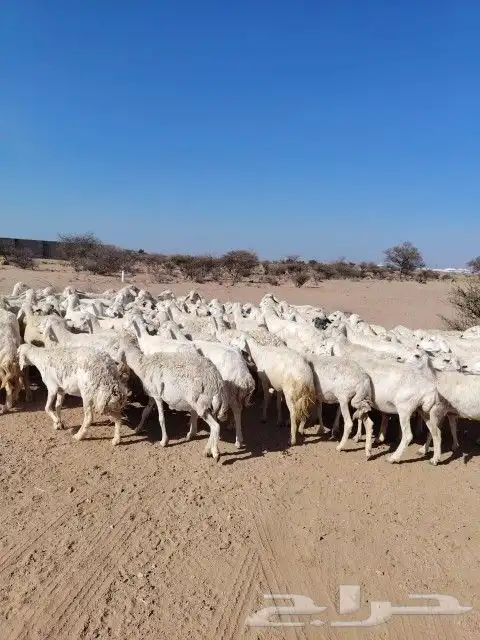 غنم حريه حرش مراح وحد قطعه وحده العداد 100الغنم طيبه 3