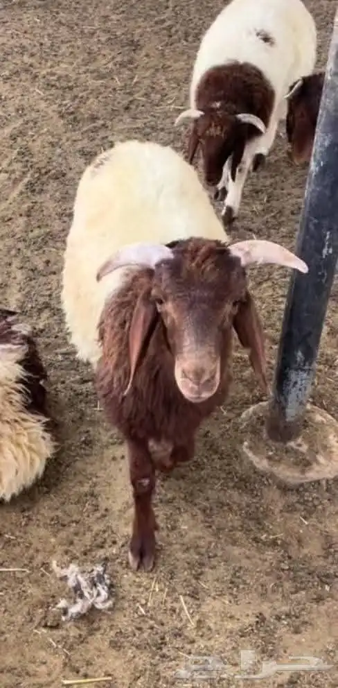 معلم مشويات خارجية في الرياض تجهيز ذبائح خارجية 8