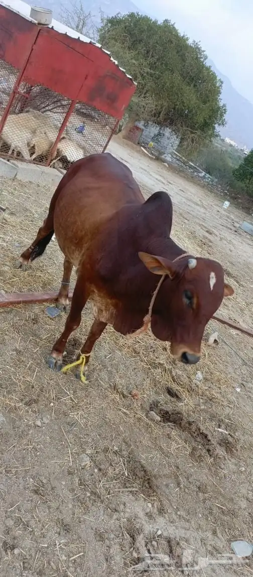 ثور فاخر من الاخر ما شاء الله سمين وفحل مشروط من كل العيوب 7