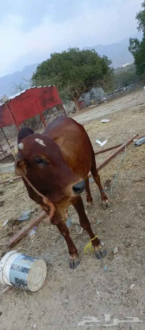 ثور فاخر من الاخر ما شاء الله سمين وفحل مشروط من كل العيوب 6