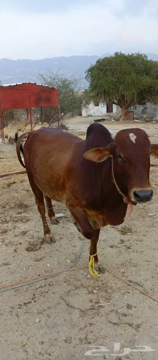 ثور فاخر من الاخر ما شاء الله سمين وفحل مشروط من كل العيوب 1