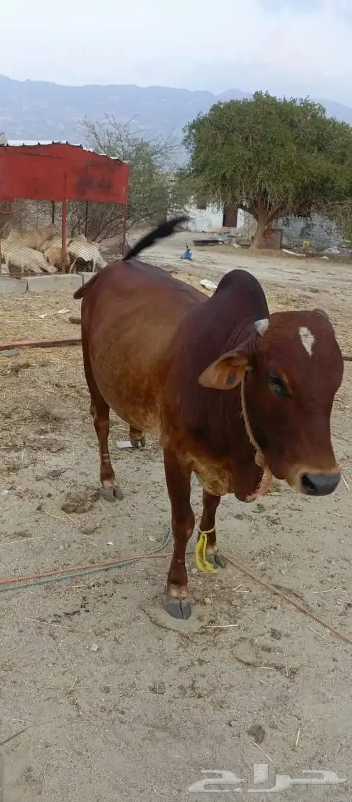 ثور فاخر من الاخر ما شاء الله سمين وفحل مشروط من كل العيوب 0