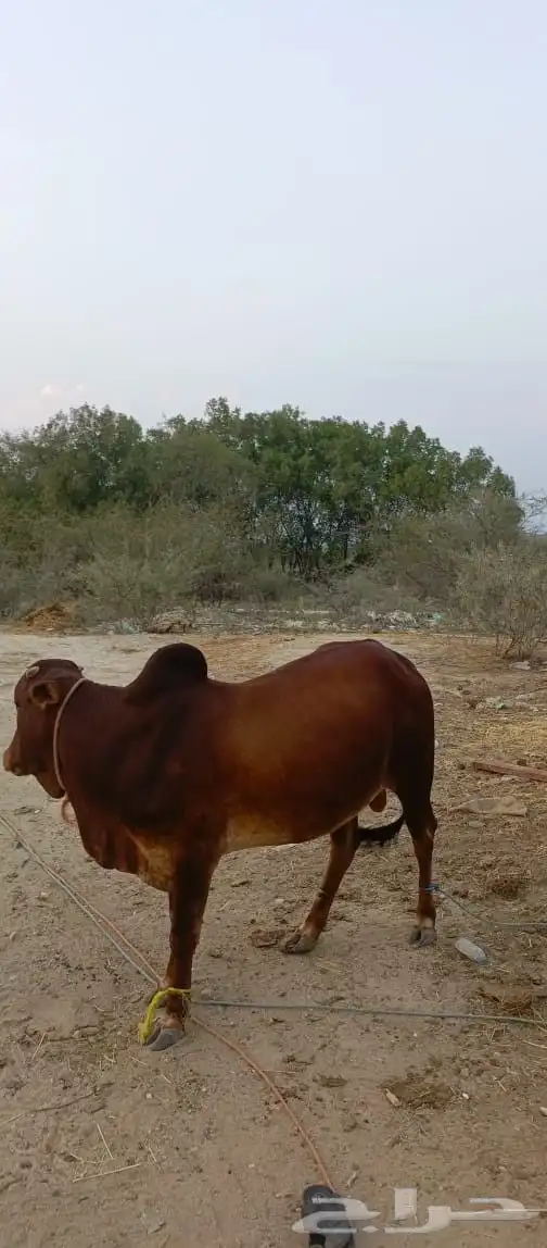 ثور فاخر من الاخر ما شاء الله سمين وفحل مشروط من كل العيوب 3