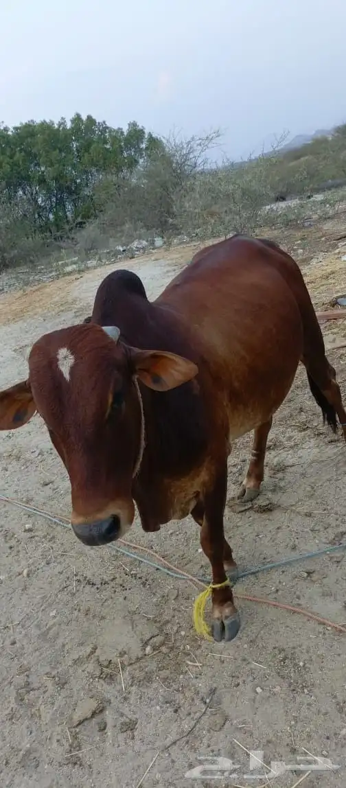 ثور فاخر من الاخر ما شاء الله سمين وفحل مشروط من كل العيوب 4