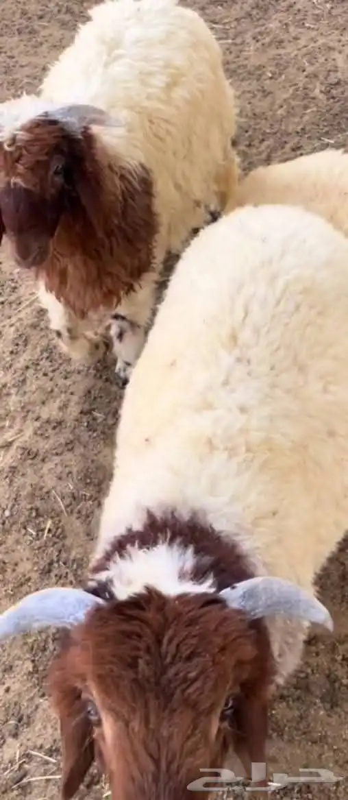 معلم مشويات خارجية في الرياض تجهيز ذبائح خارجية 7