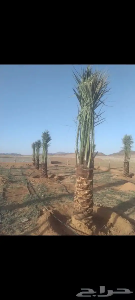 نخيل طيب انوع فاخره طيبه من القصيم 2