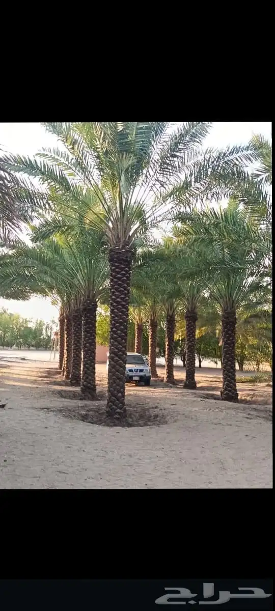 نخيل طيب انوع فاخره طيبه من القصيم 3