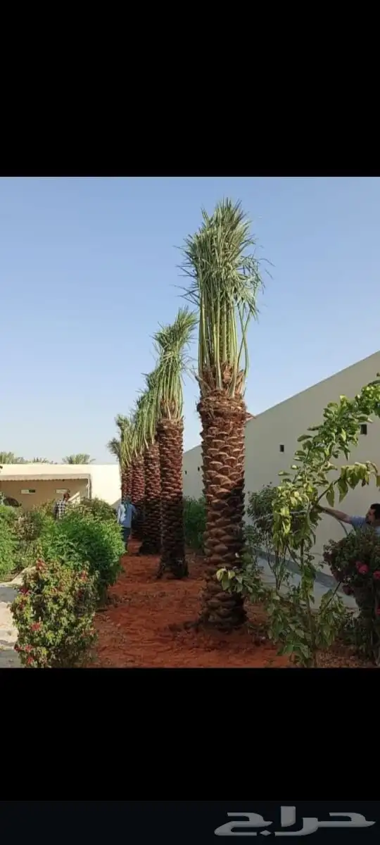 نخيل طيب انوع فاخره طيبه من القصيم 5