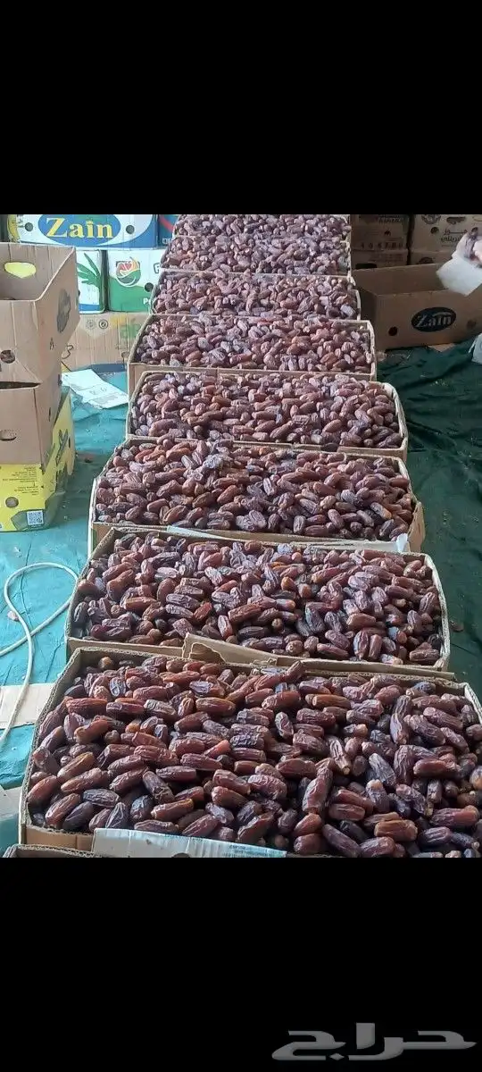تمر مبروم العلاء إنتاج السنة 1447 1