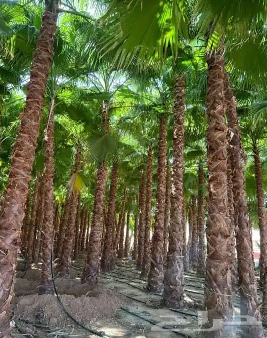 زراعه نخيل عربي واشنطني 5