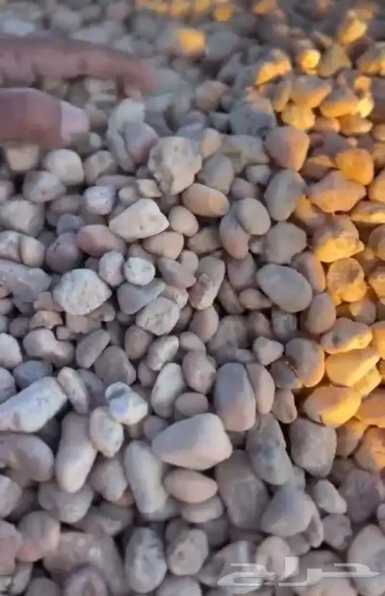 بطحا تلياس رقم واحد زبار دفان احمر رقم واحد جميع الخرصان 5