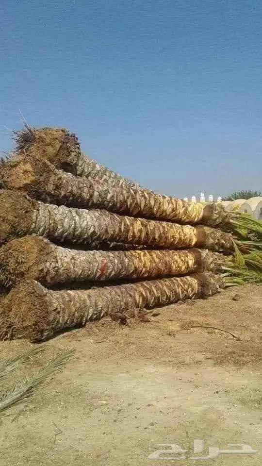 توريد نخيل بجميع انواعه 7