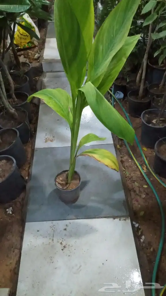 يوجد جميع انواع الاشجار والنباتات يوجد تيل طبيعي يوجد صيانية 8