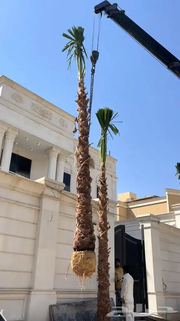 نخل واشنطني وعربي للبيع جميع المقاسات متوفرة 2