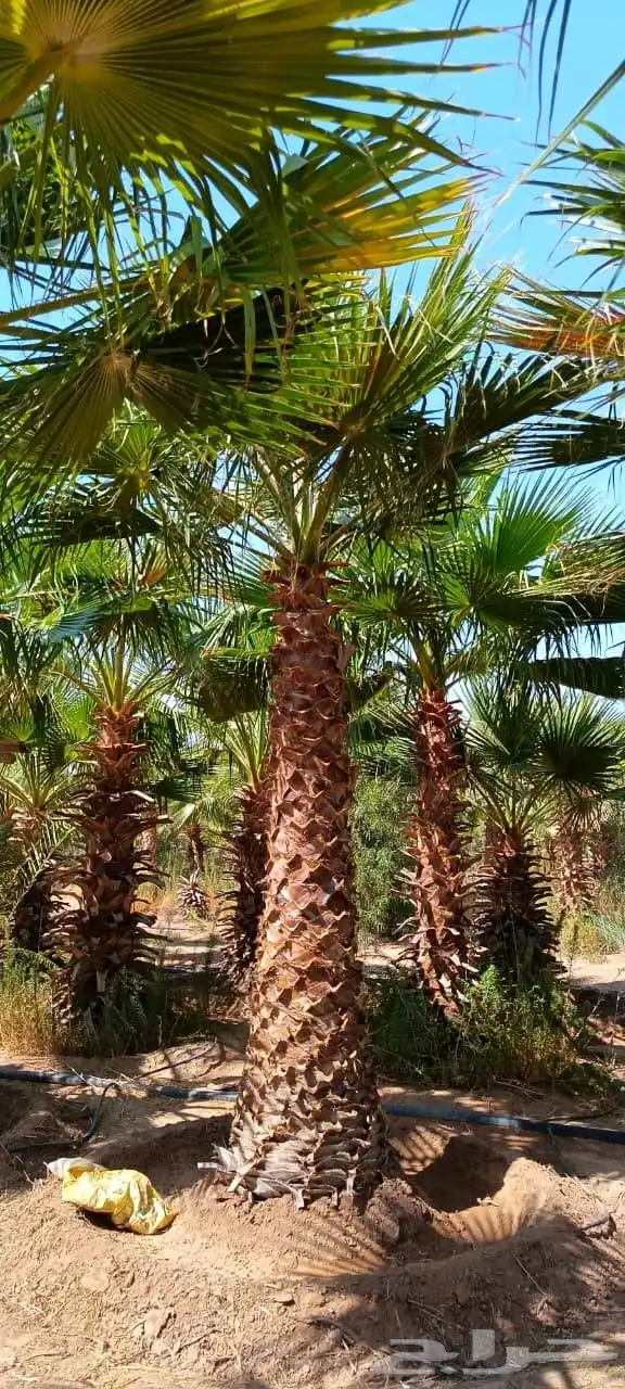 نخل اللبيع جميع أنواعة 6