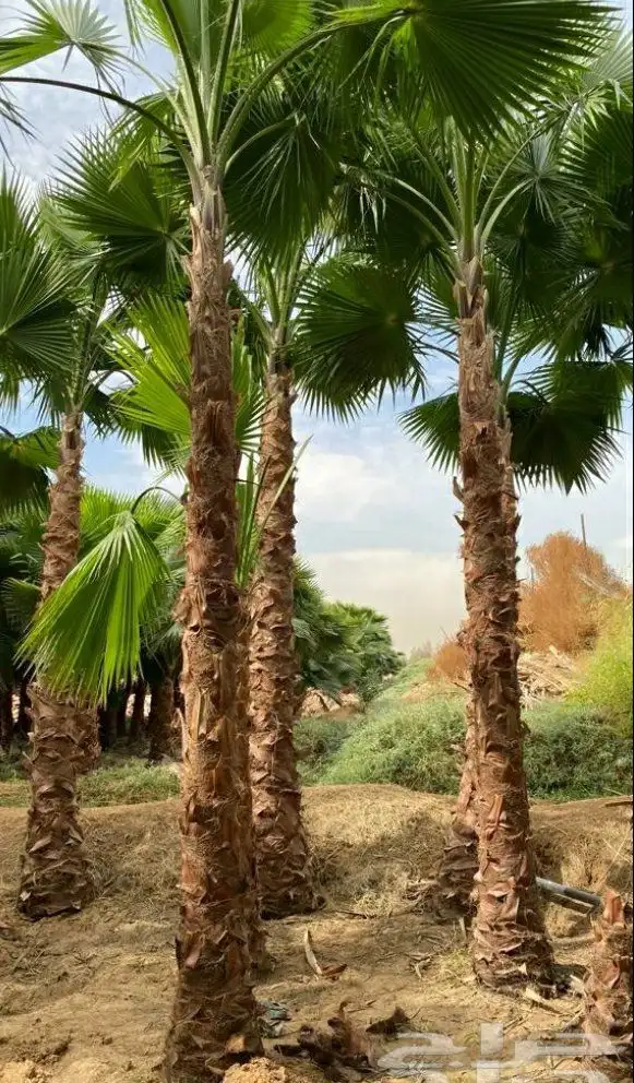 لبيع نخيل واشنطنيا 9