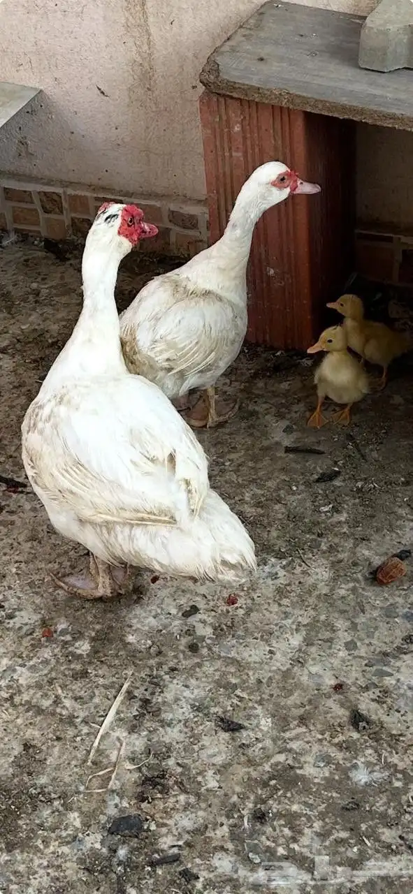 زوج بط منتج شرط ومعها الان زوج زغاليل 0