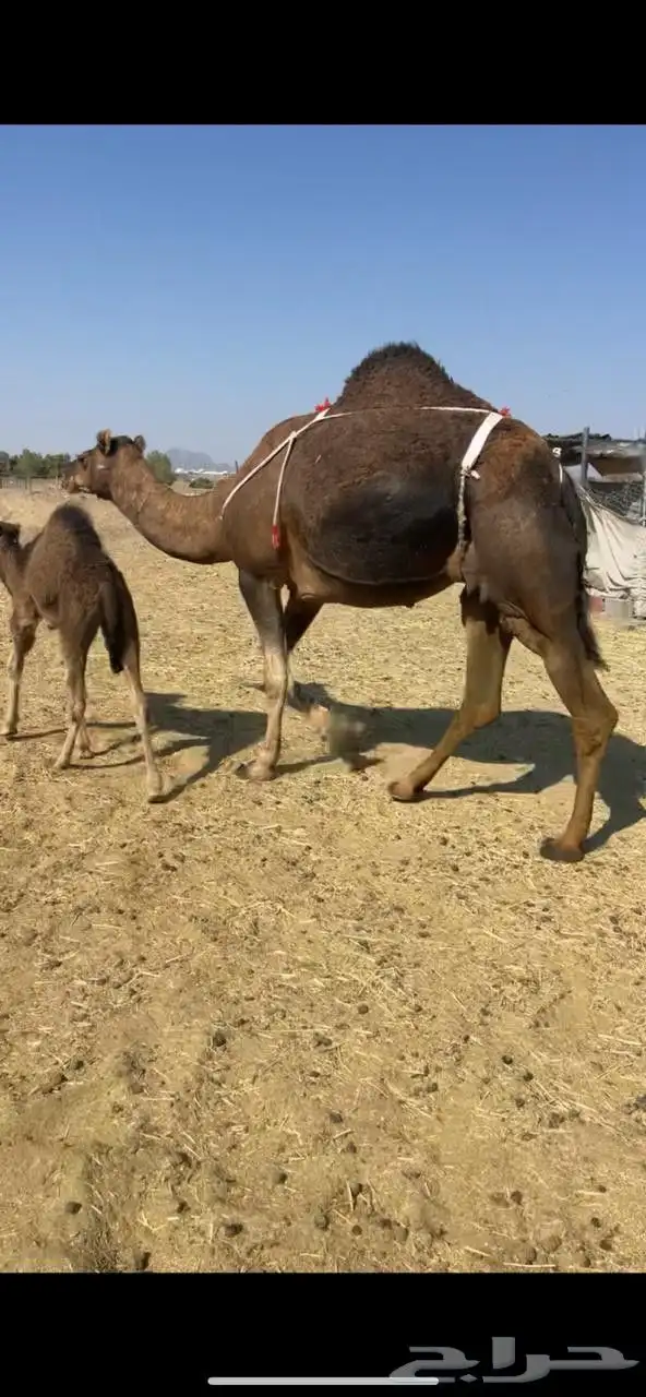 خلفاء حمراء بكر دهماء مقنوي للبيع تم البيع 0