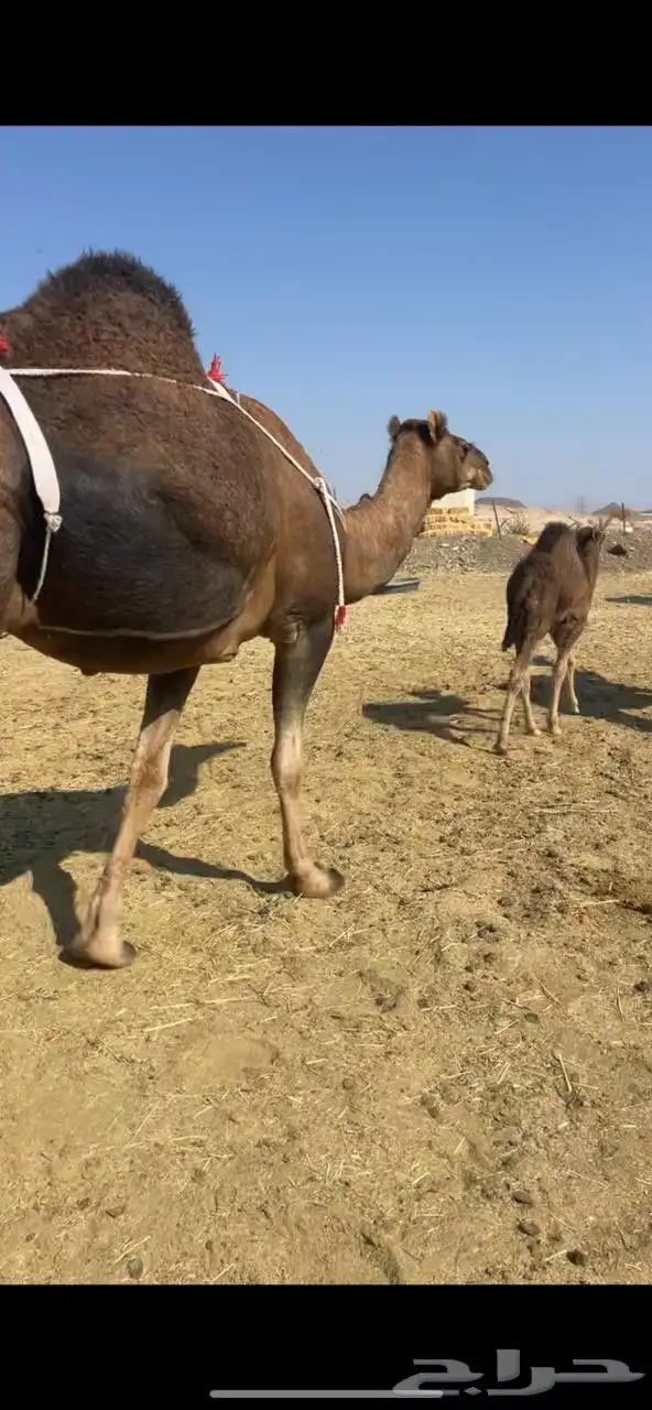 خلفاء حمراء بكر دهماء مقنوي للبيع تم البيع 6