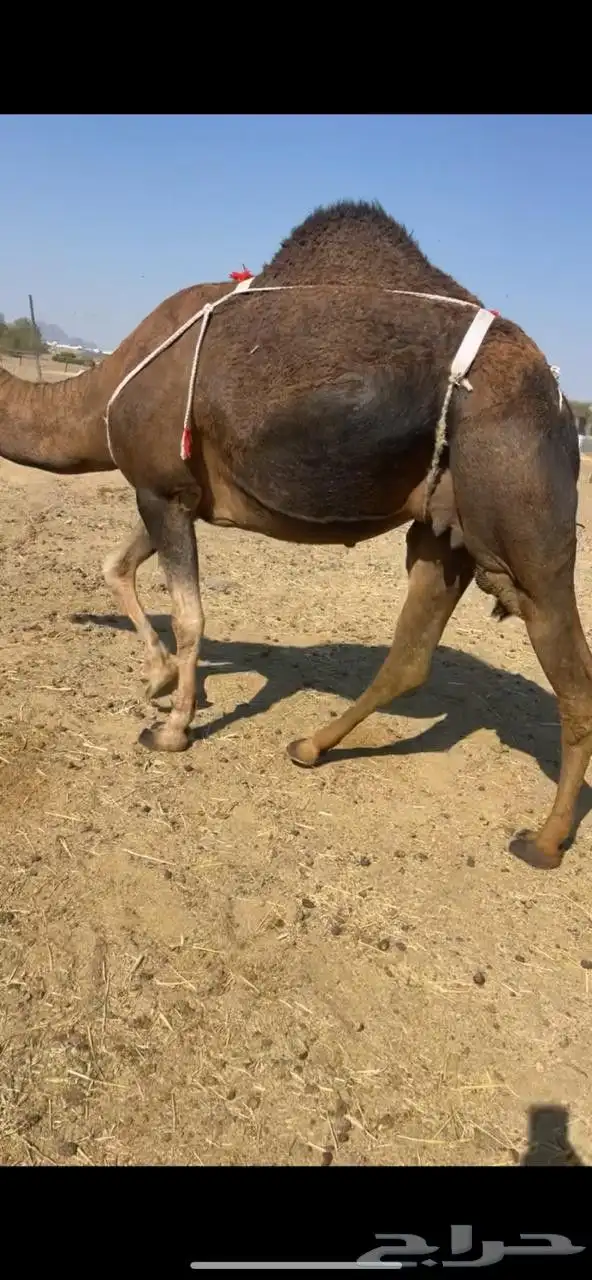 خلفاء حمراء بكر دهماء مقنوي للبيع تم البيع 5