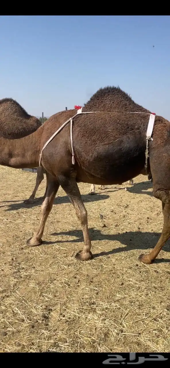 خلفاء حمراء بكر دهماء مقنوي للبيع تم البيع 2