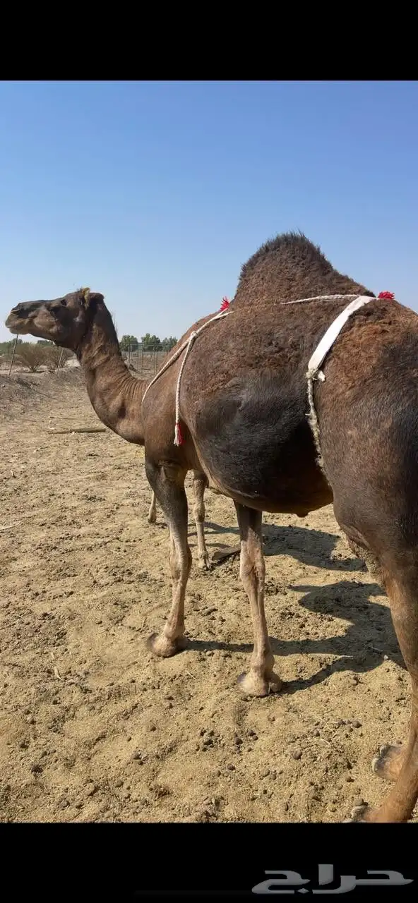 خلفاء حمراء بكر دهماء مقنوي للبيع تم البيع 1