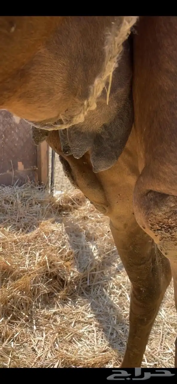 خلفاء حمراء بكر دهماء مقنوي للبيع تم البيع 7