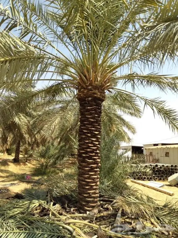 تحويض وتكريب وتنضيف النخل العربي والواشنطني 3