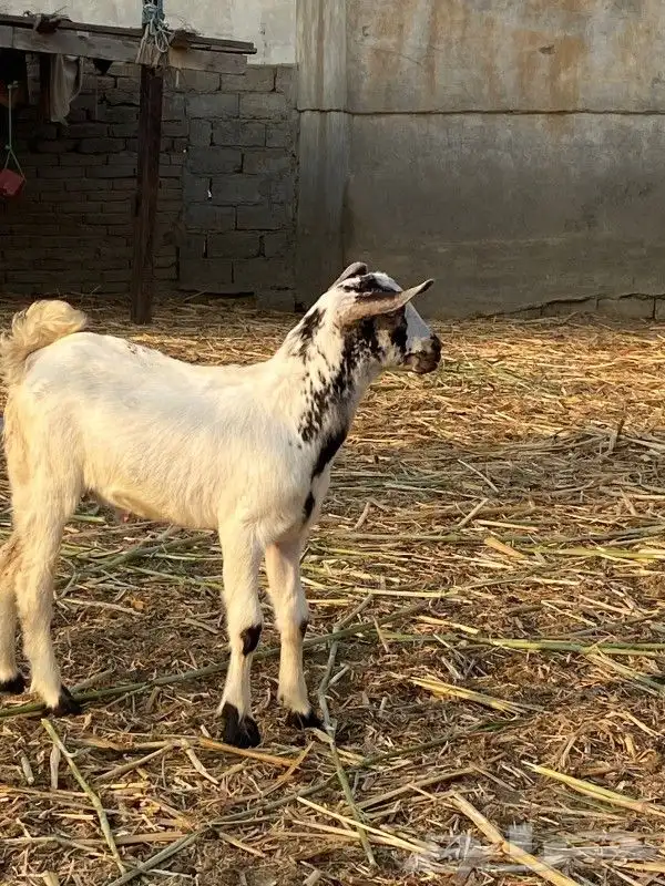 السلام عليكم ورحمة الله وبركاته 0