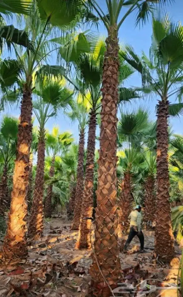 لبيع نخيل واشنطنيا 6