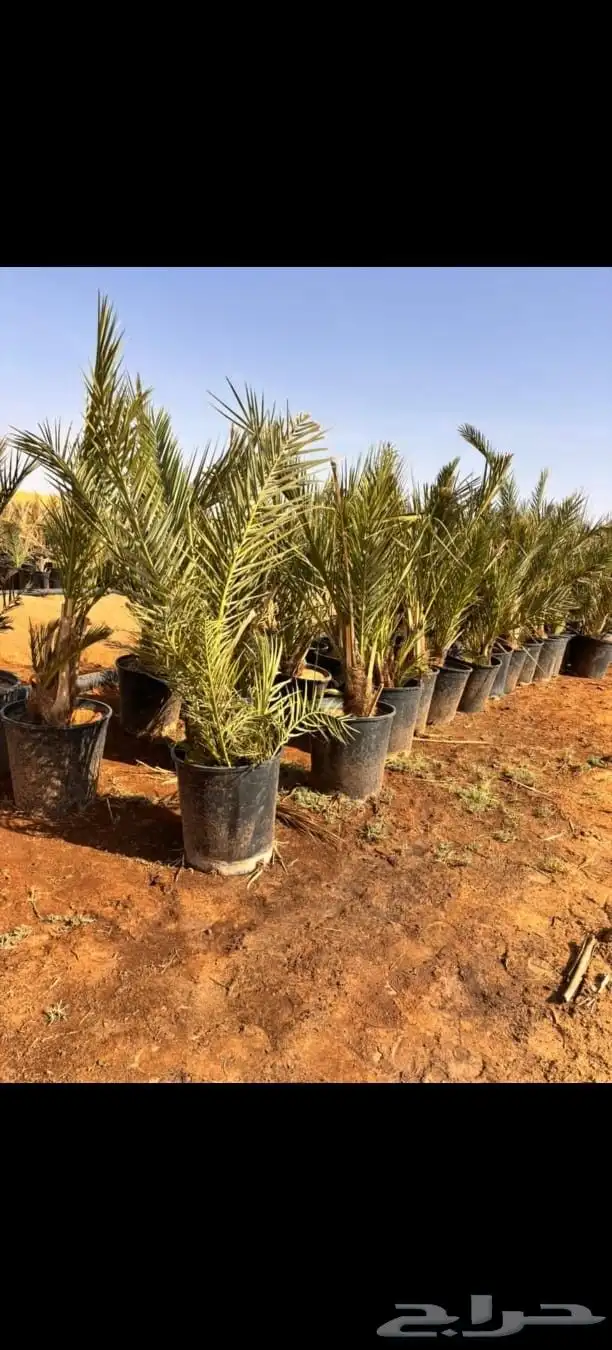 توريد نخيل بجميع انواعه 3