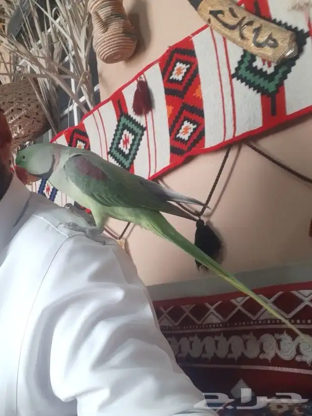 زوج دوره نيبالي 11