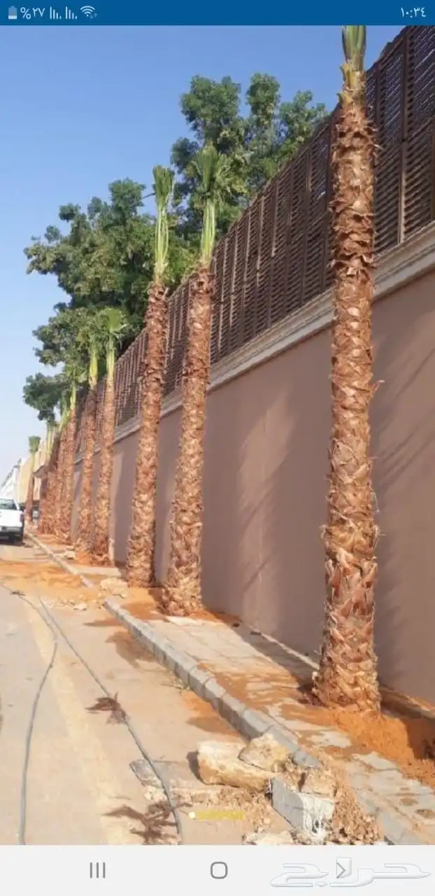 نخل واشنطني امريكي 7