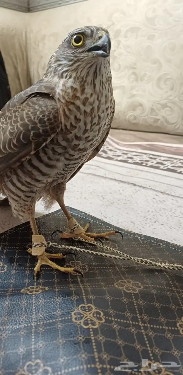 باز للبيع 1000 0