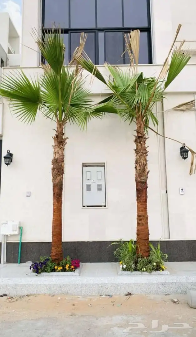 وشنطن يوجد لدينا جميع انواع النخل الواشنطن والنخل العربي 4