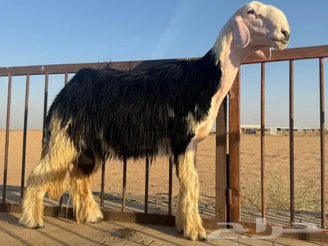 فحل نجدي مشروط الصحة والنسف 0