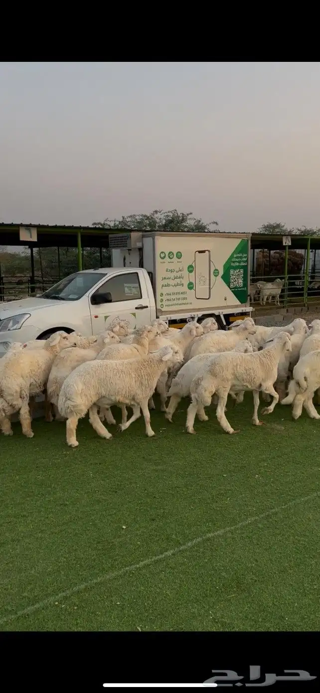 ذبائح حري جبر 1