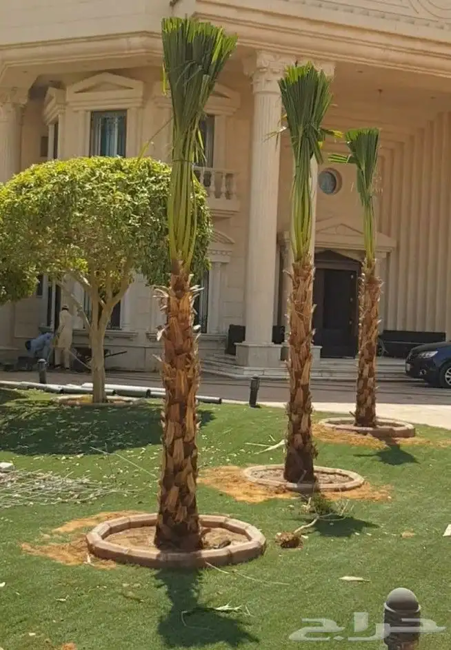 لبيع نخيل واشنطنيا 8