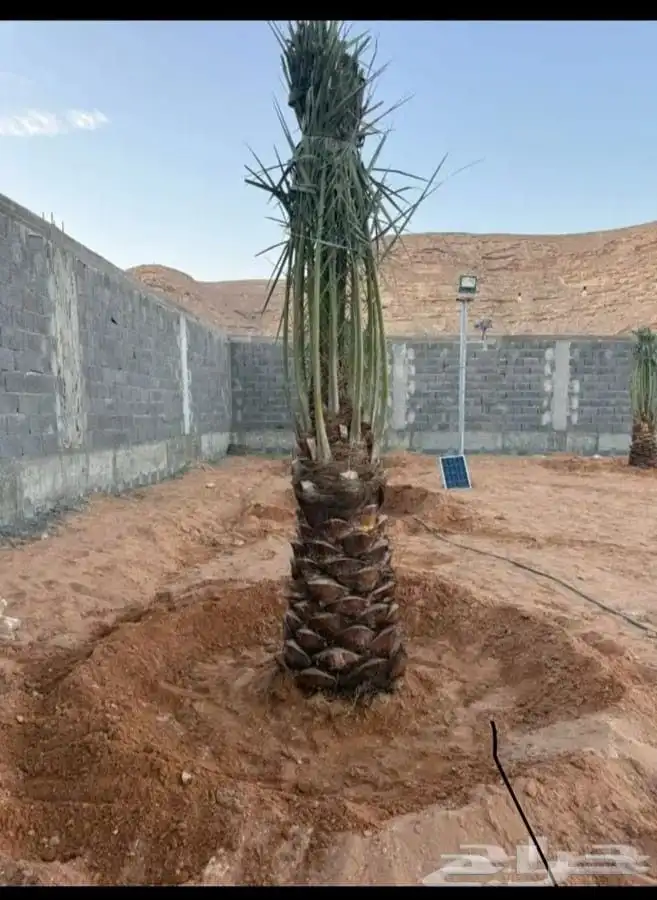 توريد نخيل بجميع انواعه 0