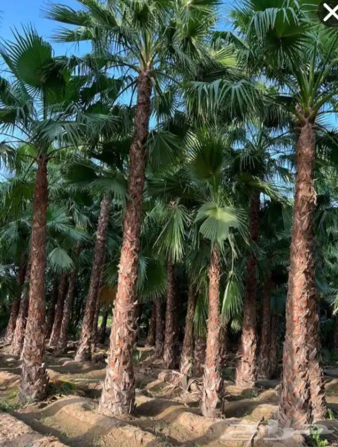 نقوم بعمال الشبوك المزارع المواقع الستراحات بجميع انواعها 8