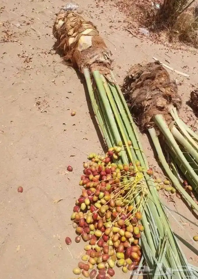 يوجد الدينا نخل مثمر جميع المقاسات متوافره 4