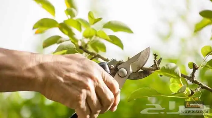 تقليم وقص الأشجار وتكريب النخل البلدي والوشنطون وزرعة الاشجا 1