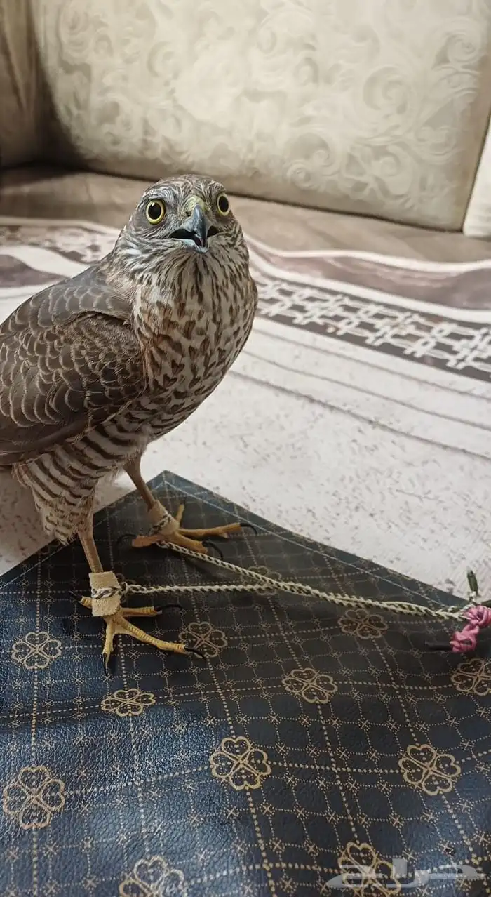 باز للبيع 1000 1