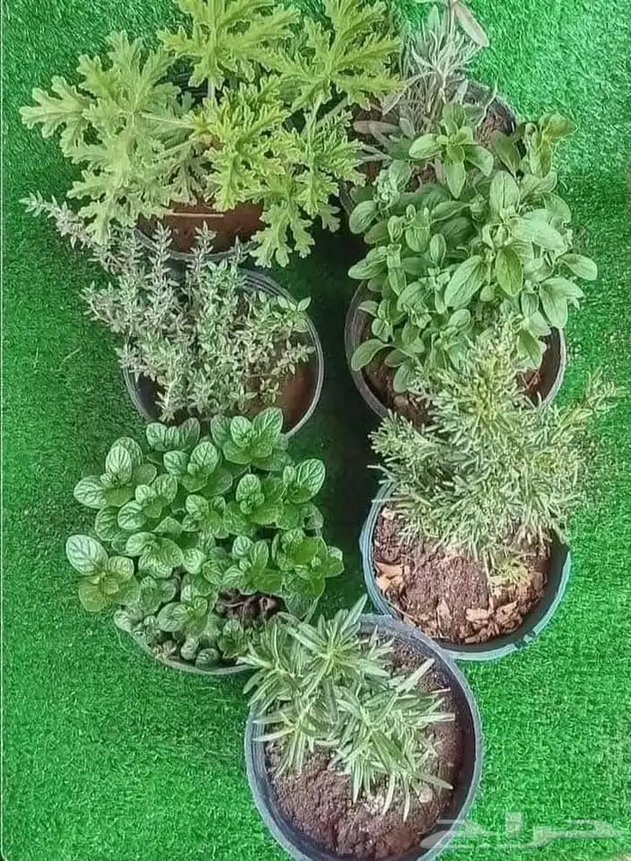 مشتل تنسيق حدائق وعشب صناعي 4