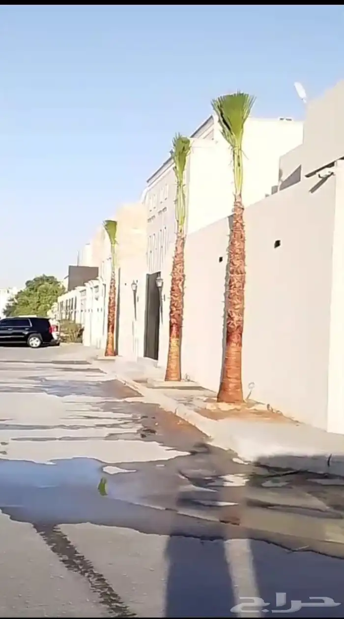 نخل واشنطن زينه للبيع ونخل مثمرلتواصل 5