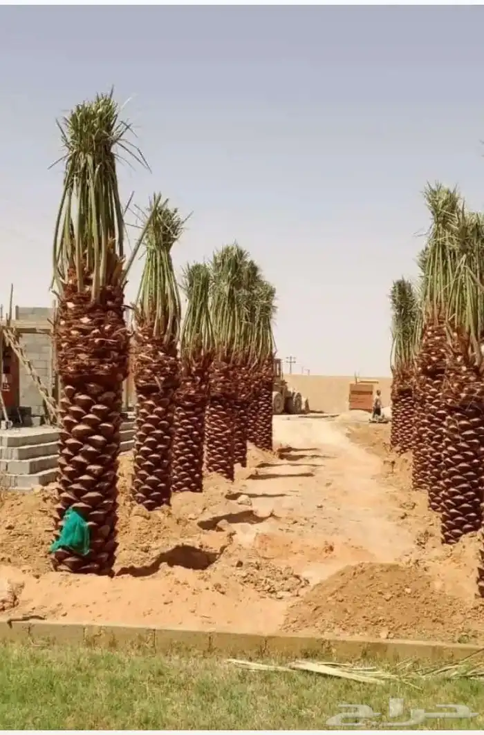 توريد نخيل بجميع انواعه 8