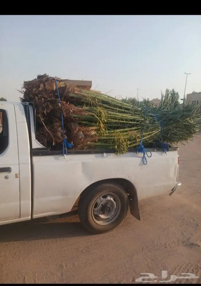 يوجد لدينا جميع انواع النخيل العربي والواشنطن بكل المقسات من 7