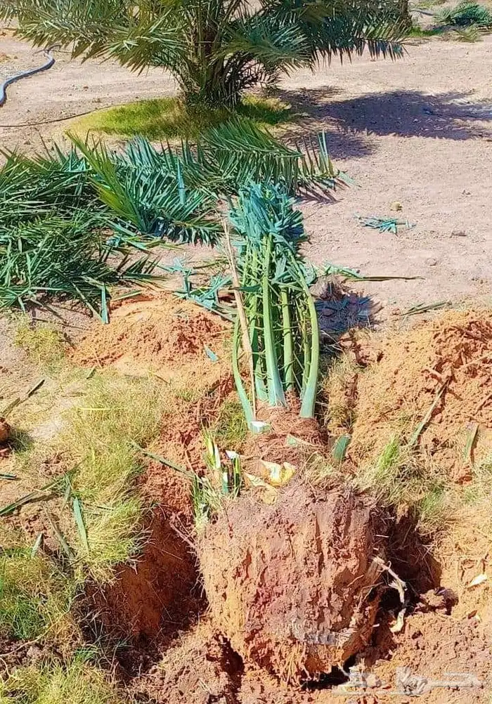 يوجد لدينا توريد جميع انواع نخيل 7