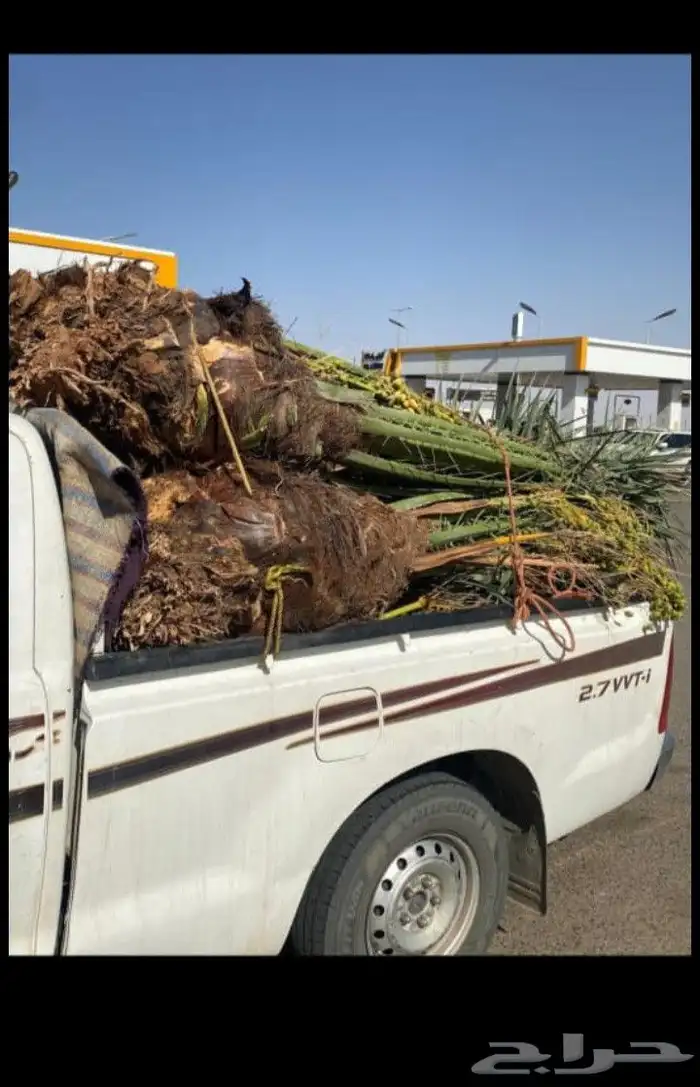 يوجد لدينا جميع انواع النخيل العربي والواشنطن بكل المقسات من 5