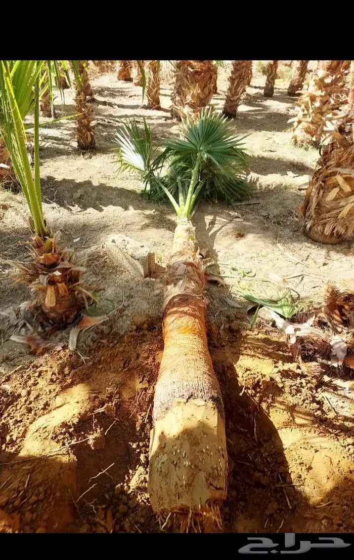 يوجد لدينا جميع انواع النخيل العربي والواشنطن بكل المقسات من 2